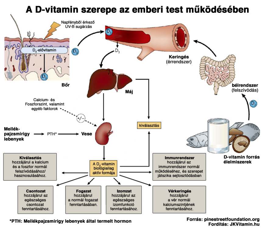 A D-vitamin szerepe az emberi test működésében